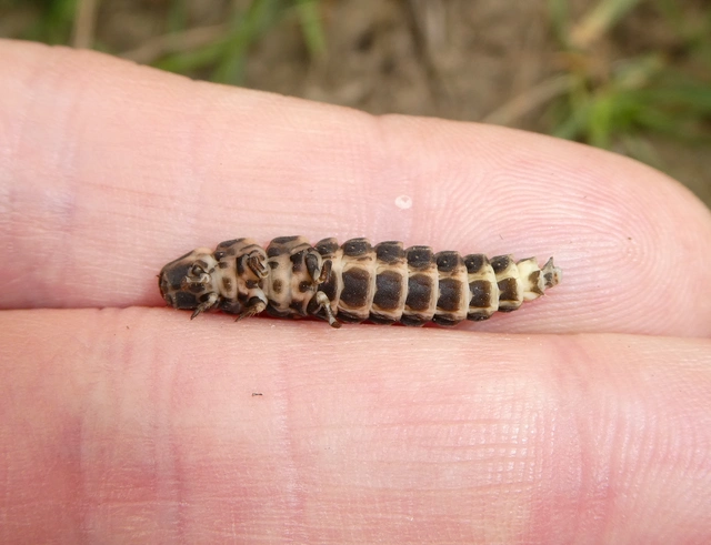 Lampyris noctiluca - nagy szentjánosbogár