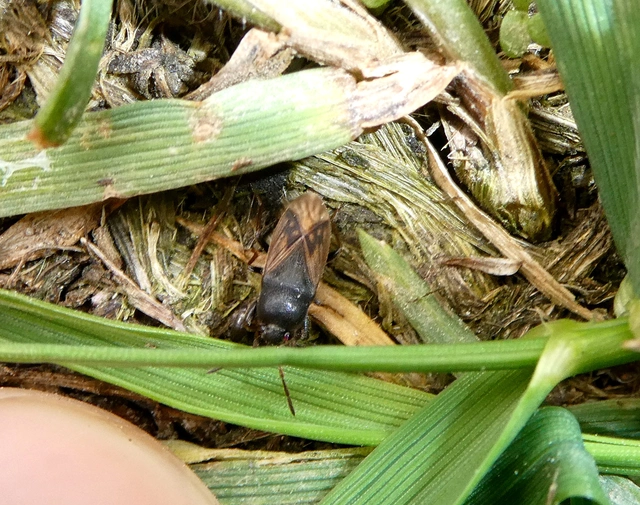 Megalonotus