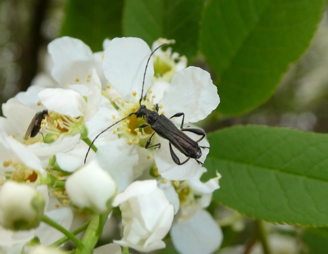 Callimoxys gracilis - frakkos cincér