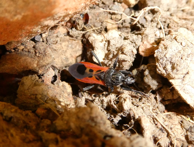 Peirates hybridus - foltos rablópoloska