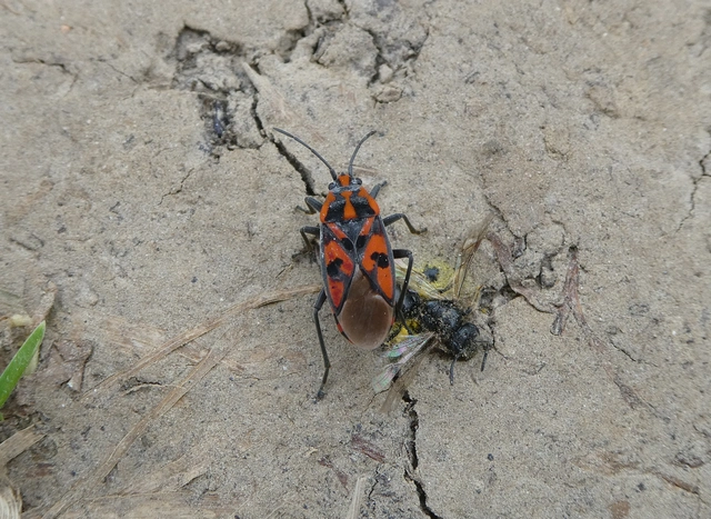 Spilostethus saxatilis - virágbodobács
