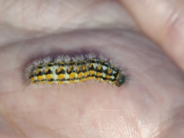 Pentophera morio - réti gyapjaslepke