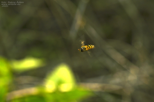 Syrphidae - zengőlegyek