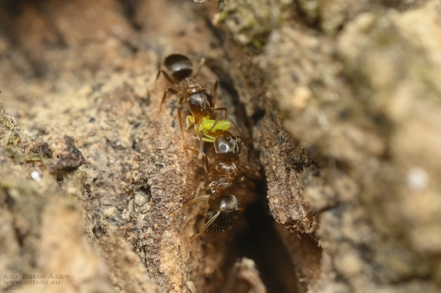 Lasius brunneus - rozsdáshátú feketehangya