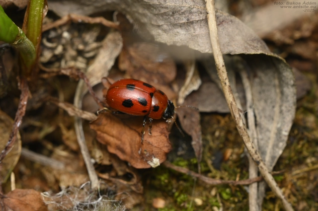 Gonioctena