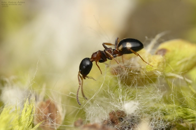 Dolichoderus quadripunctatus - négypettyes erdeihangya