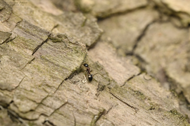 Dolichoderus quadripunctatus - négypettyes erdeihangya