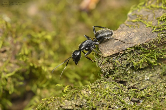 Camponotus vagus - fekete lóhangya