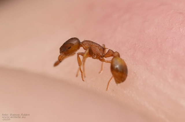 Temnothorax interruptus - kormosképű kéreghangya