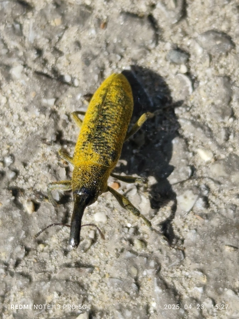 Lixus pulverulentus - mályvafúró dudvabarkó