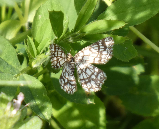 Chiasmia clathrata - rácsos rétiaraszoló