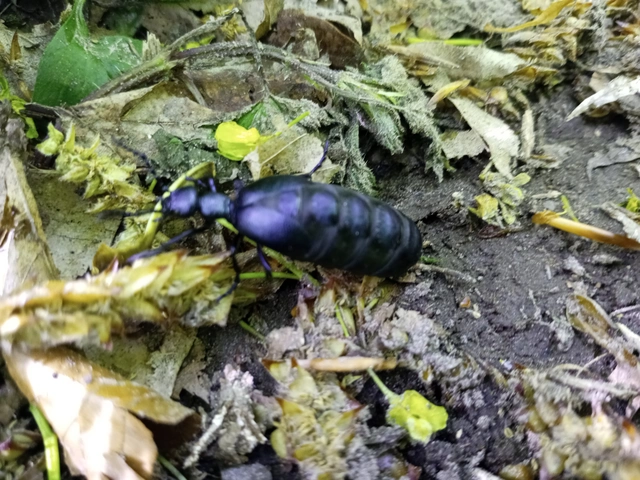 Meloe violaceus - kék nünüke