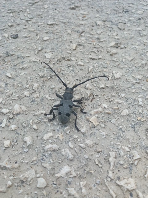 Morimus asper funereus - gyászcincér