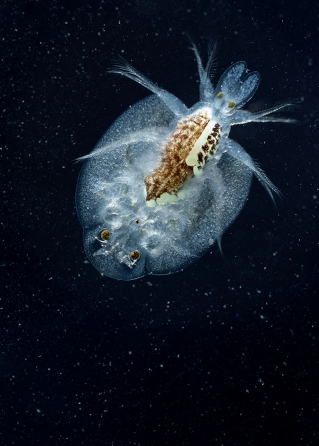 Crustacea - Rákok