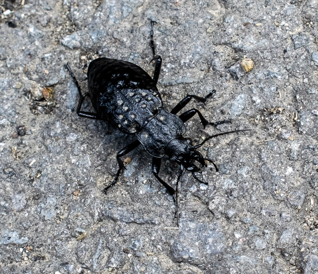 Carabus variolosus - kárpáti vízifutrinka Carabus variolosus - kárpáti vízifutrinka