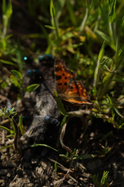 Nymphalis c-album - C-betűs lepke