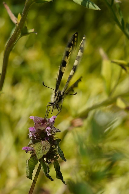 Papilio machaon - fecskefarkú lepke