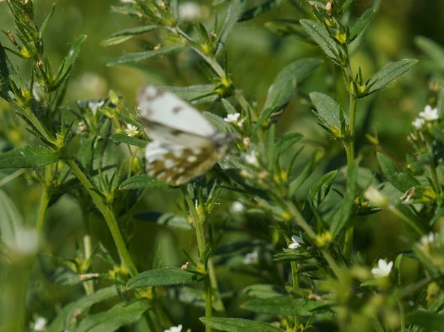 Pontia edusa - rezedalepke