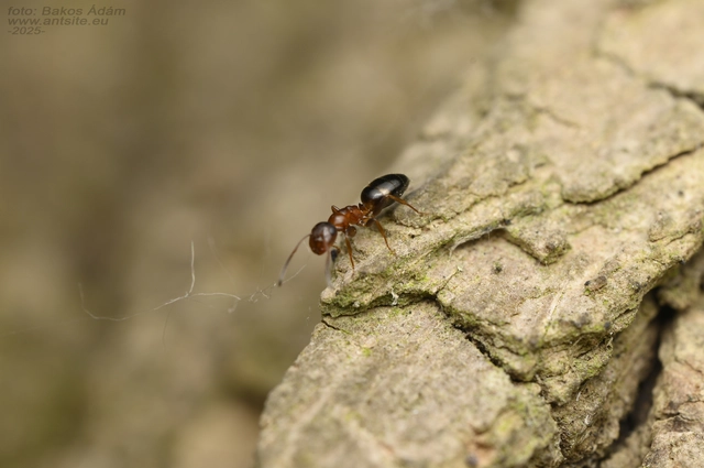Colobopsis truncata - kapushangya