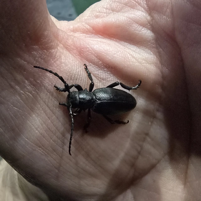 Dorcadion aethiops - fekete gyalogcincér