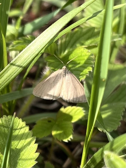 Minoa murinata - kutyatej-araszoló