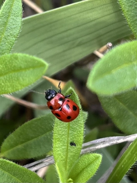 Gonioctena fornicata - közönséges lucernabogár