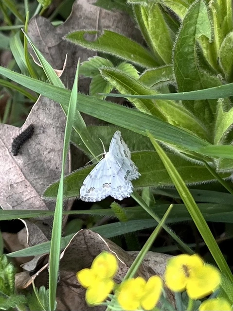 Scopula ornata - díszes fehéraraszoló