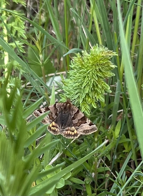 Euclidia glyphica - közönséges nappalibagoly
