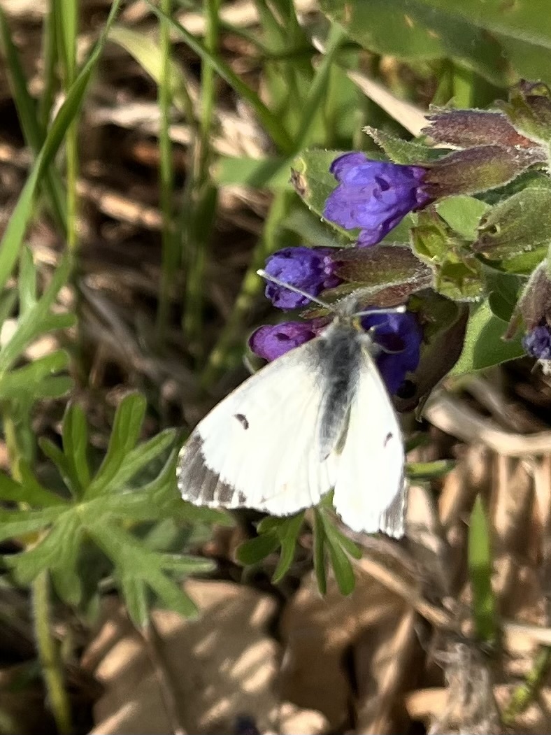 Anthocharis cardamines - hajnalpírlepke