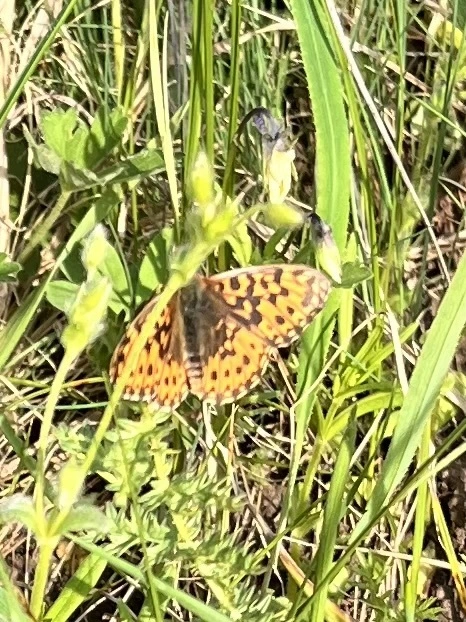 Boloria dia - kis gyöngyházlepke