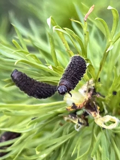 Entomoscelis dorsalis - hérics-honvédbogár