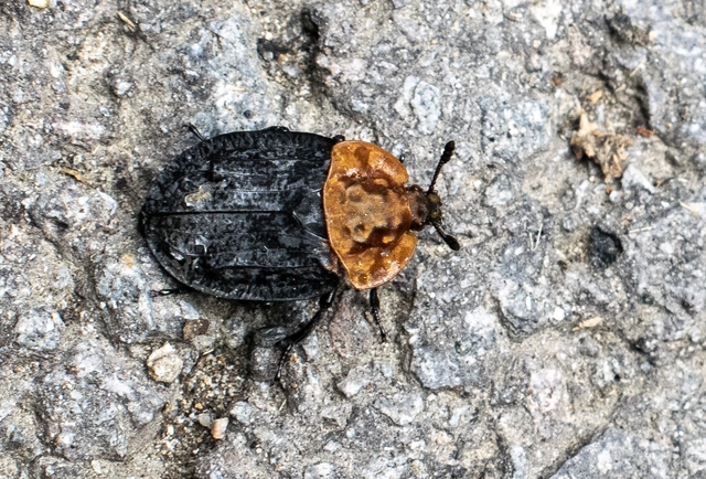 Oiceoptoma thoracicum - vörösnyakú dögbogár