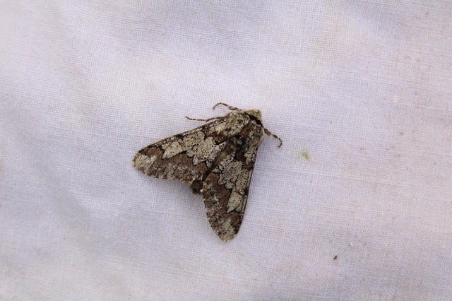 Biston strataria - barnapettyes araszoló
