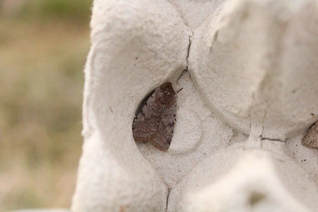 Cerastis rubricosa - vörhenyes tavaszibagoly