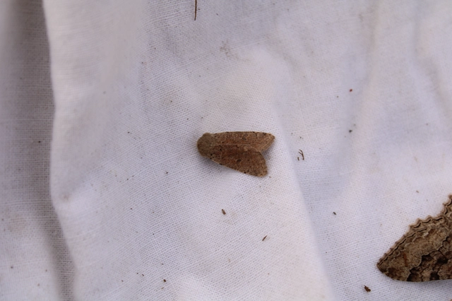 Orthosia cruda - kis barkabagoly