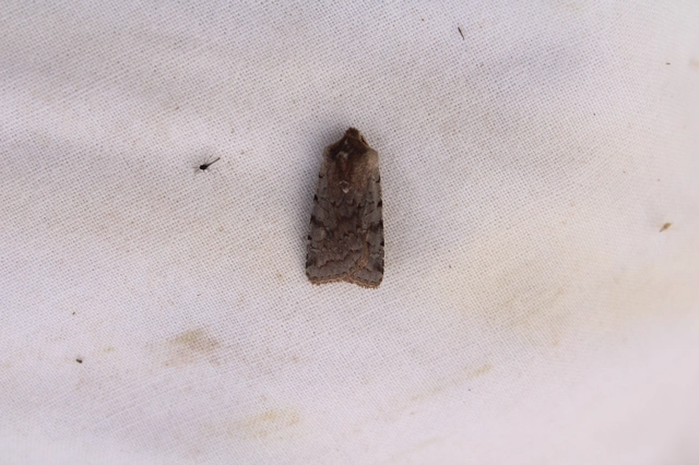 Cerastis rubricosa - vörhenyes tavaszibagoly