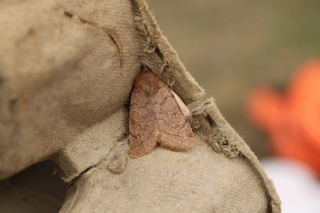 Orthosia cerasi - közepes barkabagoly