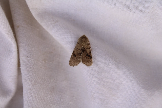 Orthosia cruda - kis barkabagoly