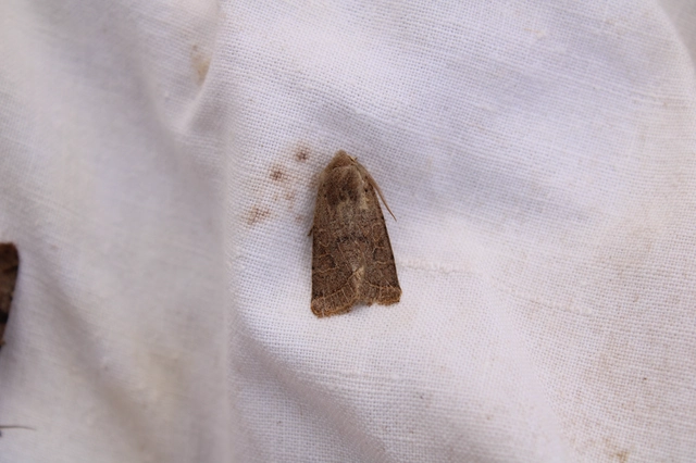 Orthosia cerasi - közepes barkabagoly