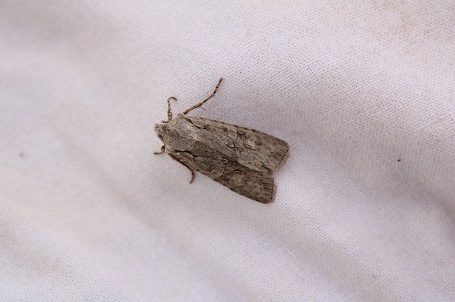 Lithophane ornitopus - közönséges fabagoly