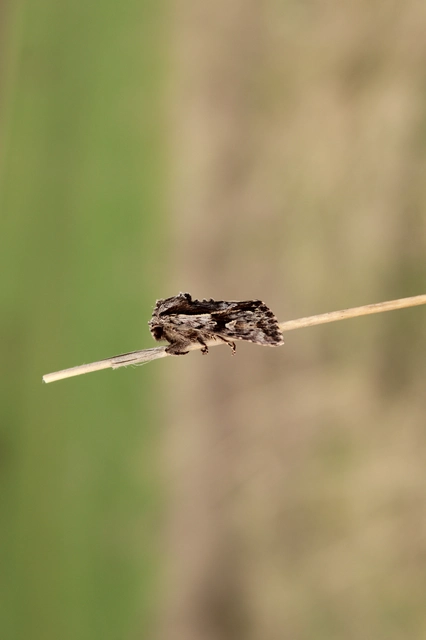 Chloantha hyperici - orbáncfű-sugarasbagoly