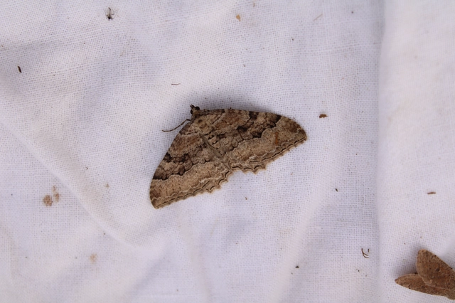 Hydria cervinalis - őzbarna araszoló