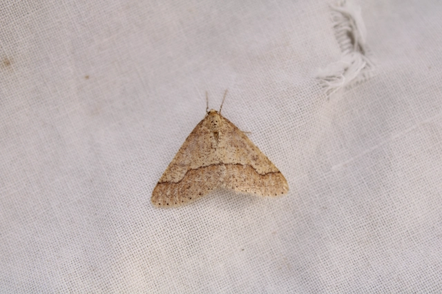 Agriopis marginaria - sárgás téliaraszoló