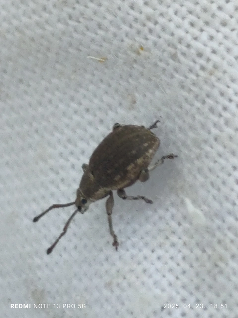 Peritelus familiaris - nagy kendermagbogár