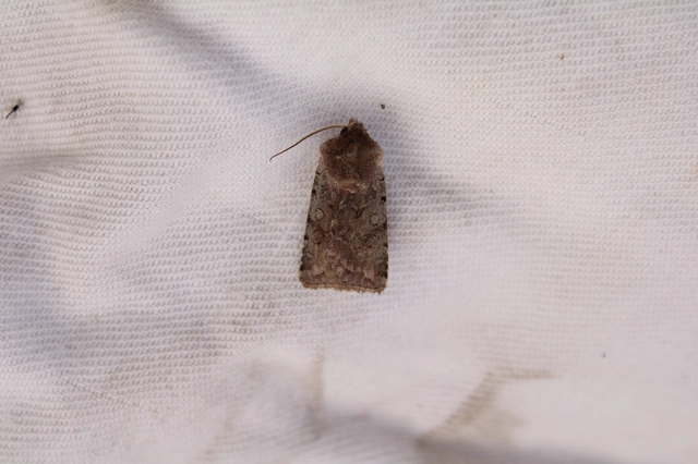 Cerastis rubricosa - vörhenyes tavaszibagoly