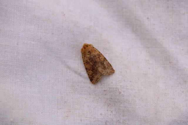 Conistra rubiginea - vörös őszibagoly