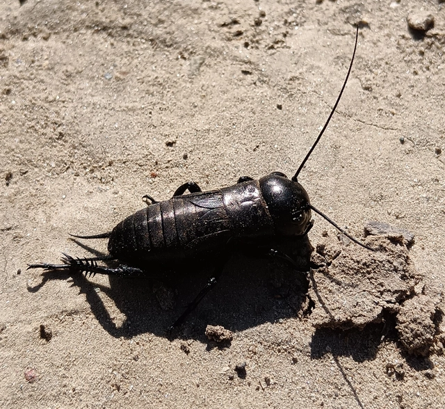 Gryllus campestris - mezei tücsök