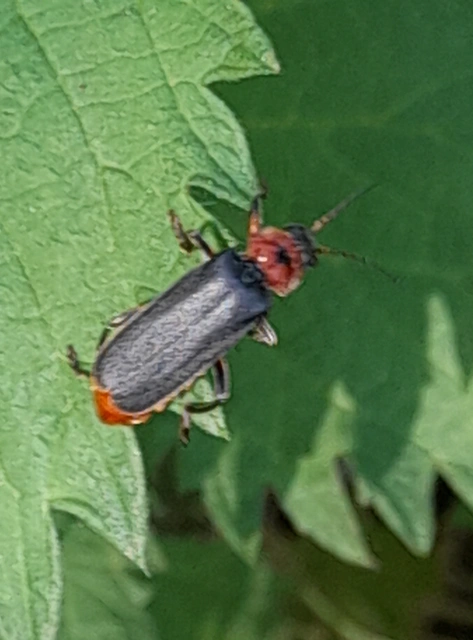 Cantharis rustica - suszterbogár
