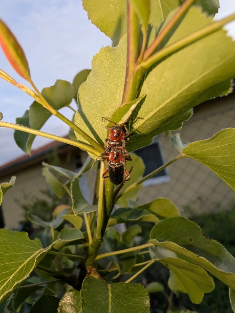 Cantharis rustica - suszterbogár