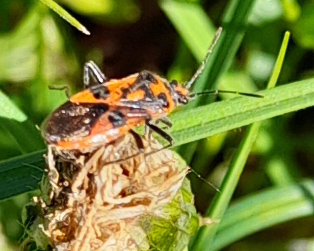 Corizus hyoscyami - piros karimáspoloska